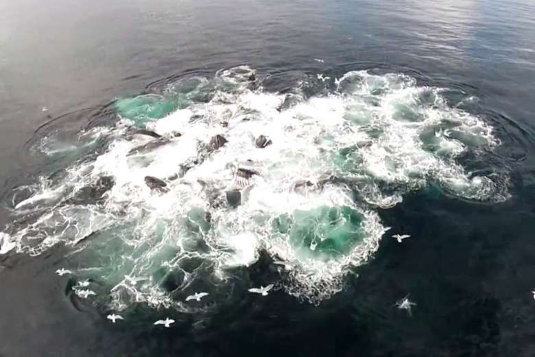 カモメの視点でドローンがみる、ザトウクジラの群れ
