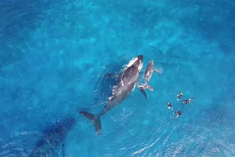 美しく穏やかな海でザトウクジラの親子に接近して泳ぐことができる、南半球の島国トンガ王国へドローントリップ